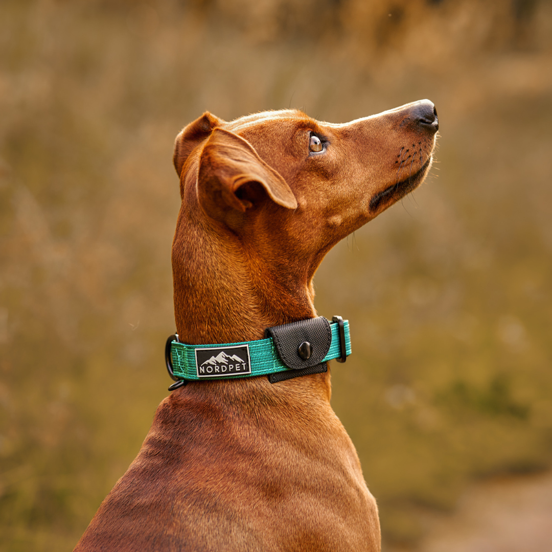 NordPet Premium AirTag Dog Collar - Emerald