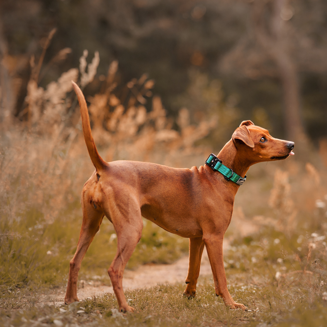 NordPet Premium AirTag Dog Collar - Emerald