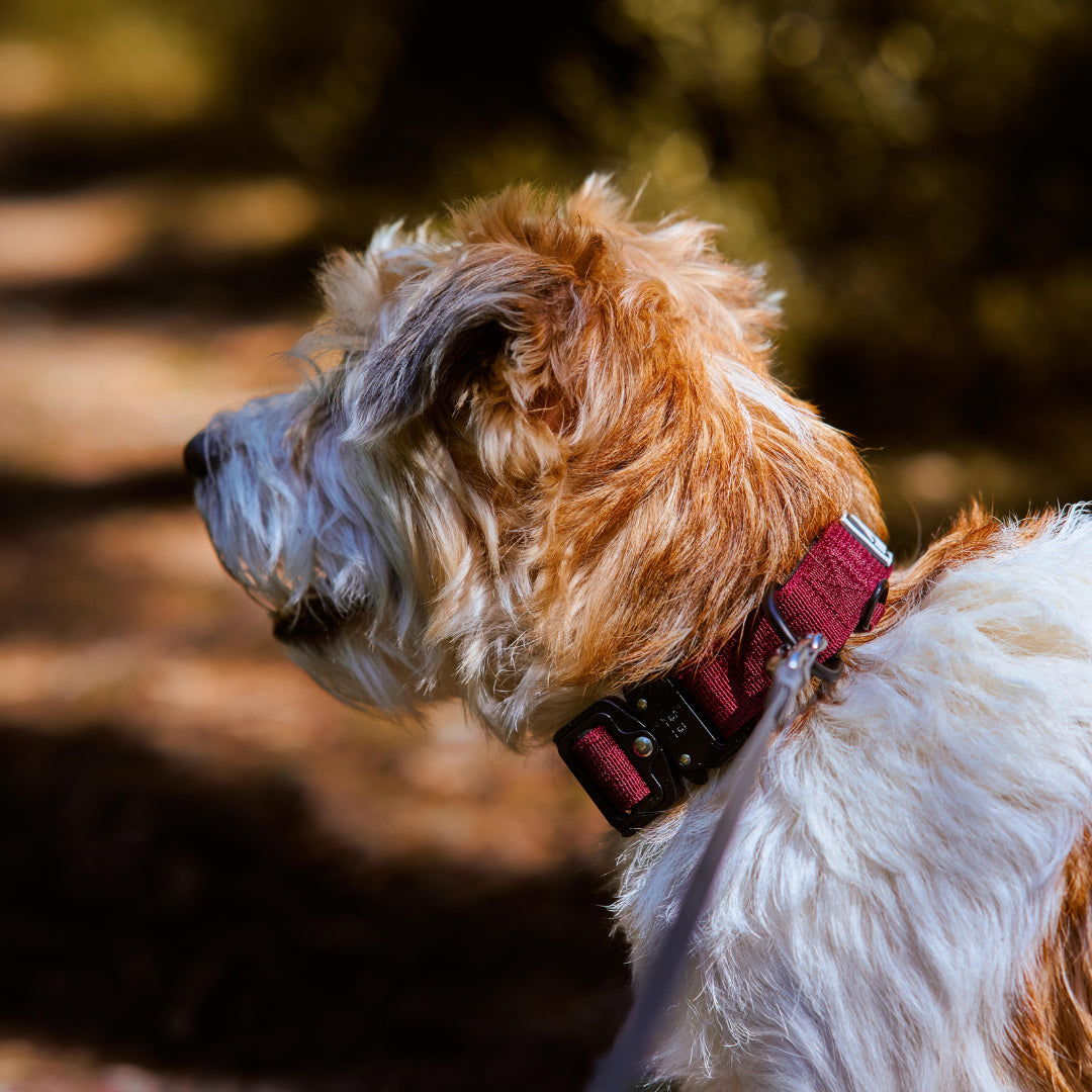 NordPet Premium AirTag Dog Collar - Ruby