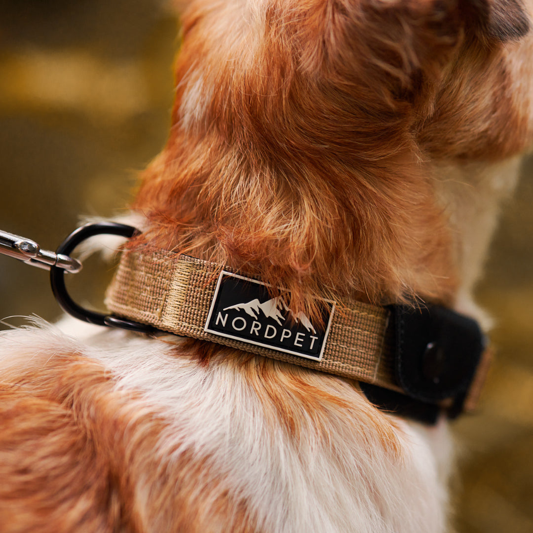 NordPet Premium AirTag Dog Collar - Sandstone