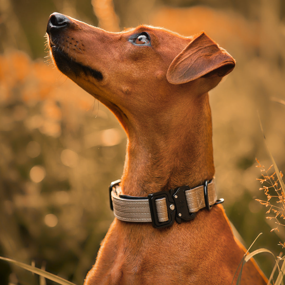 NordPet Premium AirTag Dog Collar - Sandstone