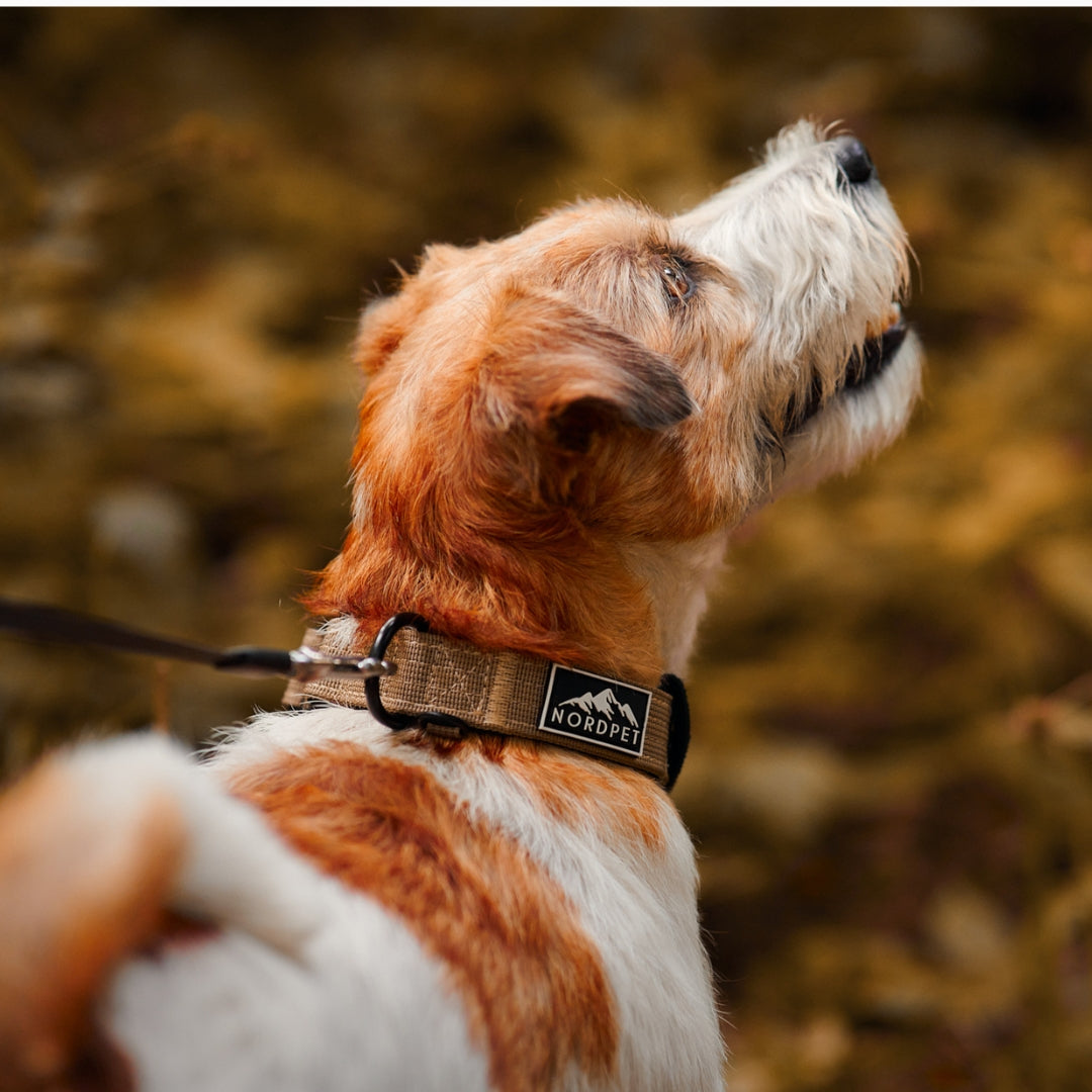 NordPet Premium AirTag Dog Collar - Sandstone