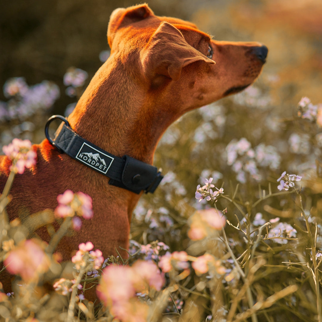 NordPet Premium AirTag Dog Collar - Onyx