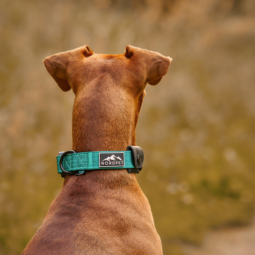 NordPet Premium AirTag Dog Collar - Emerald