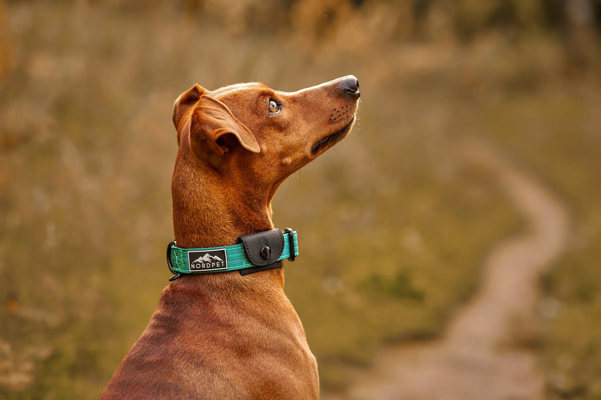 Airtag dog collar for small dog that needs air tag dog collar