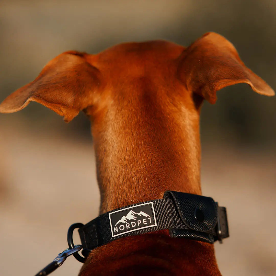 NordPet Premium AirTag Dog Collar - Onyx